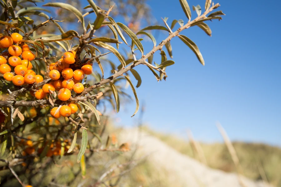 Havtorn busk i Skagen