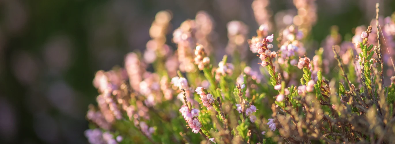 Lyngen blomstrer i Skagen