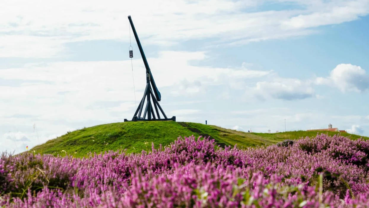 Vippefyret i Skagen mens lyngen blomstrer