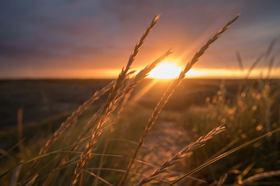 Solnedgang i Skagen Klitplantage