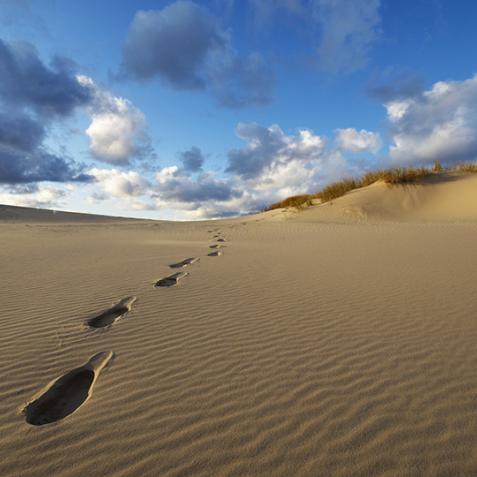 Die Dünenlandschaft Råbjerg Mile